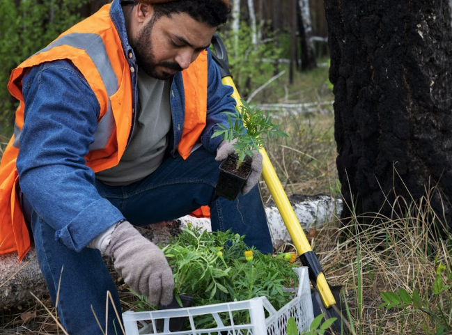 Top Signs Your Cape Coral Property Needs Professional Land Clearing